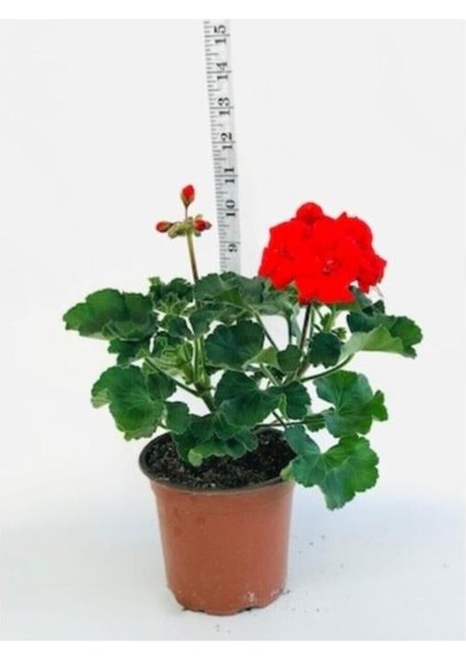 Sardunya Fidesi Kırmızı Saksılı 10 cm