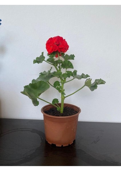 Kırmızı Sardunya Çiçeği Fidesi 10-20 cm