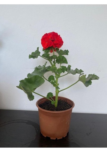 Kırmızı Sardunya Çiçeği Fidesi 10-20 cm
