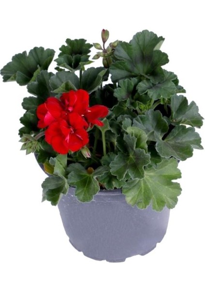 Sardunya Çiçeği Saksı'da Pelargonium Kırmızı Renk 10-20 cm