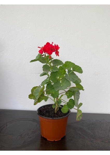Ateş Kırmızı Sardunya Fidesi 10-20 cm fiyatları