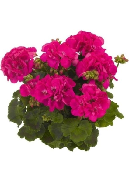 Koyu Pembe Sardunya Fidesi 10-20 cm