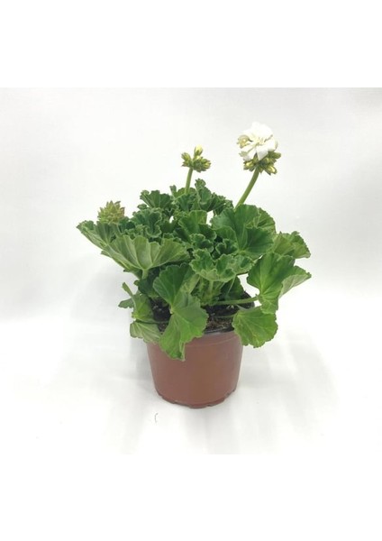 Kutup Beyazı Sardunya Çiçeği Fidesi 10-20 cm