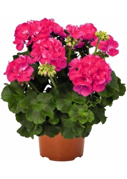 Iran Gül Pembe Sardunya Çiçeği Fidesi 10-20 cm