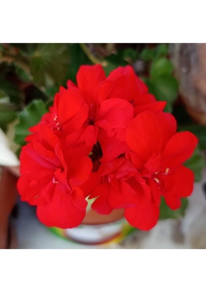 Kadife Kırmızı Sardünya Çiçeği Fidesi 10-20 cm