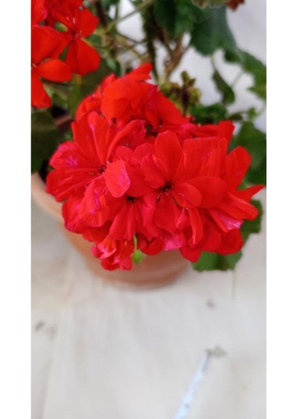 Kadife Kırmızı Sardünya Çiçeği Fidesi 10-20 cm fiyatları