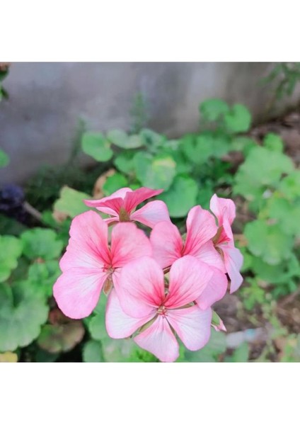 Lightpink Pembe Sardunya Çiçeği Fidesi 10-20 cm