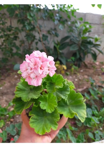 Toz Pembe Sardunya Çiçeği Fidesi 10-20 cm
