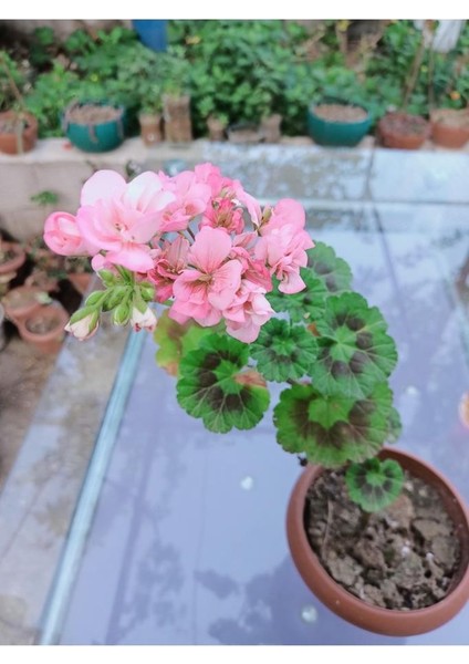 Toz Pembe Sardunya Çiçeği Fidesi 10-20 cm fiyatları