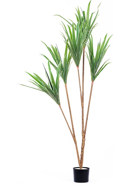 Dracaena Yapay Ağaç Gerçek Dokulu 3 Dallı 180 Cm