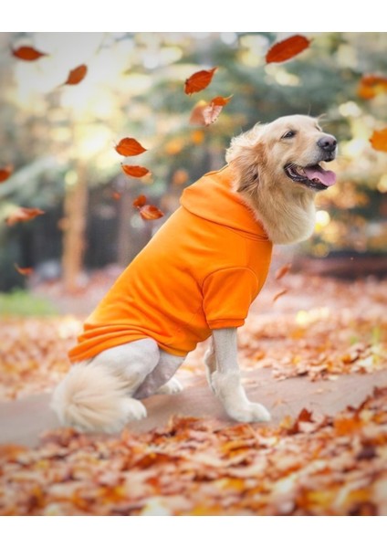 Orange Kapşonlu Sweatshirt, Orta ve Büyük Irklar Için