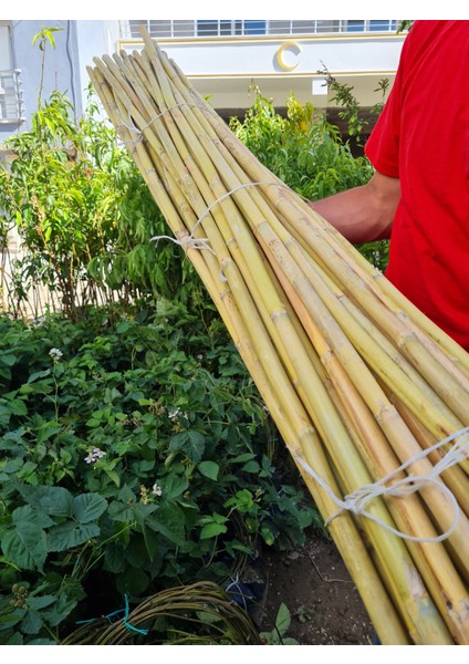 Bambu Fidan Bitki Destek Çubuğu 40 Adet 2 Metre Boy