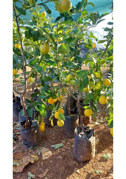 Meyveli Doğal Mersin Yediveren Limon Fidanı 2-3 Yaş Limon Ağacı fiyatları
