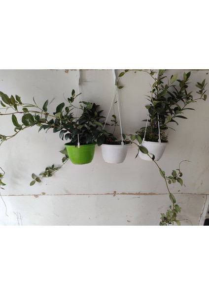 Kırmızı Mandavilla Çiçeği Fidanı (boy 100cm)