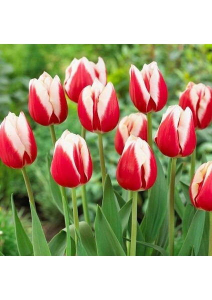 Markant Lale Soğanı (4 Soğan) Özel Çeşit