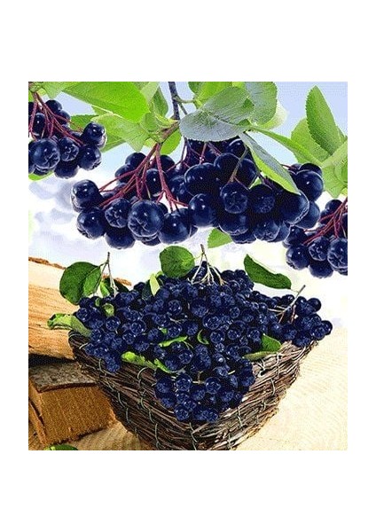 Aronia Melanocarpa NERO fidanı Tüplü 20-30 cm