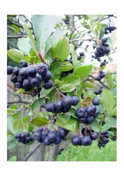 Aronia Melanocarpa NERO fidanı Tüplü 20-30 cm fiyatları