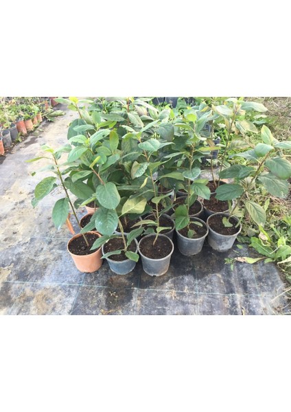 Aronia Melanocarpa NERO fidanı Tüplü 20-30 cm modelleri