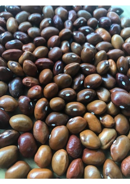 Yerli Geniş Sırık Fasulye Tohumu 100 gr (Kahverengi)