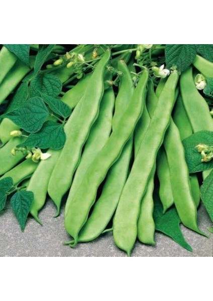 Yerli Geniş Sırık Fasulye Tohumu 100 gr (Kahverengi) fiyatları