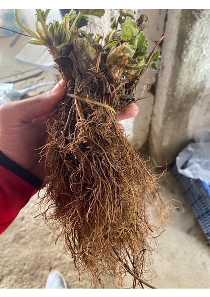 15 Adet Ceyhun Çilek Fidesi Açık Kök Yeni Sezon fiyatları