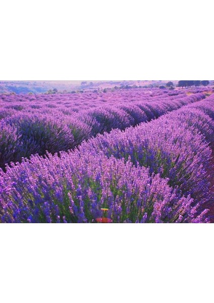 1 Adet Lavanta Fidanı