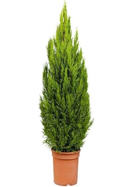 Limon Çamı Fidanı Tüplü 15 25 cm Boy