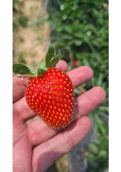 25 Adet Orhun Çilek Fidesi Açık Kök Yeni Sezon