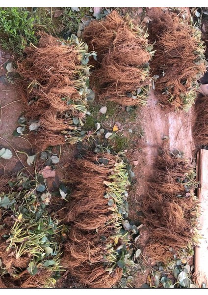 150 Adet Orhun Çilek Fidesi Açık Kök Yeni Sezon fiyatları