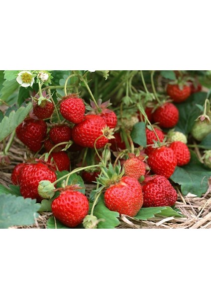 500 Adet Ceyhun Çilek Fidesi Açık Kök Yeni Sezon