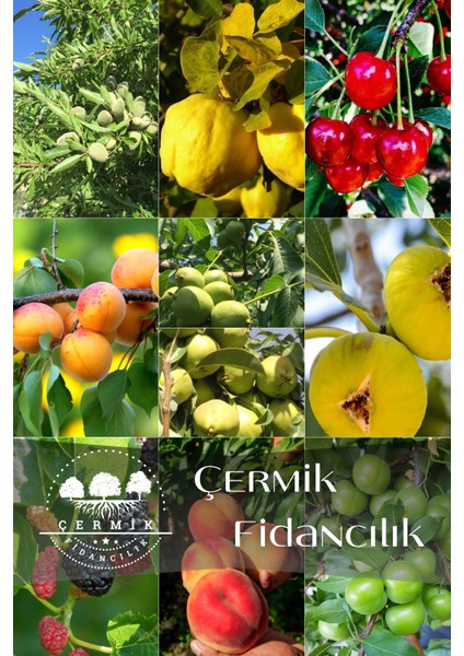 10 Çeşit Karışık Aşılı Meyve Fidanı Paketi 4