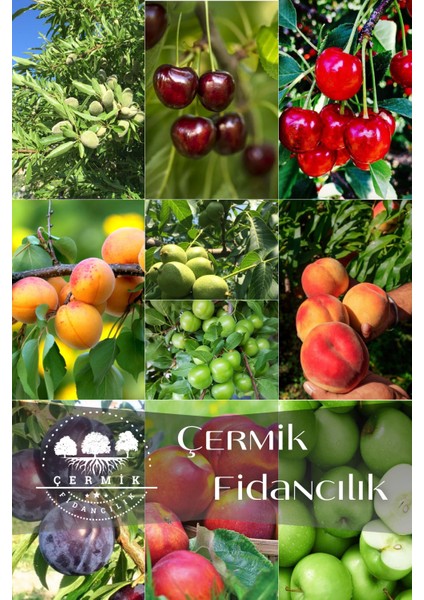 10 Çeşit Karışık Aşılı Meyve Fidanı Paketi 2