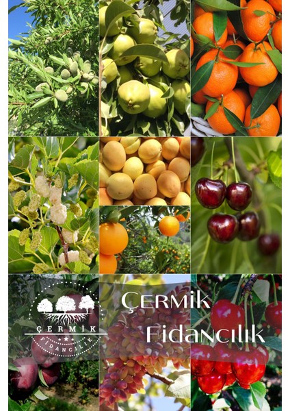 10 Çeşit Karışık Aşılı Meyve Fidanı Paketi 22