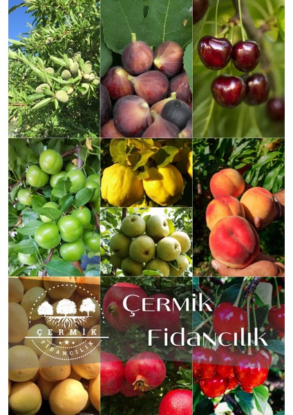10 Çeşit Karışık Aşılı Meyve Fidanı Paketi 10