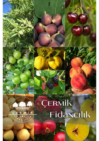 10 Çeşit Karışık Aşılı Meyve Fidanı Paketi 9