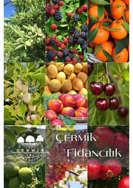 10 Çeşit Karışık Aşılı Meyve Fidanı Paketi 24