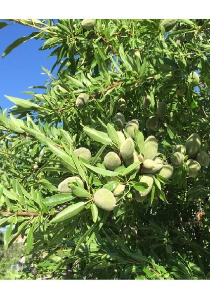 6 Çeşit Karışık Meyve Fidan - Erik - Vişne - Antep Fıstığı - Nar - Badem ve Zeytin