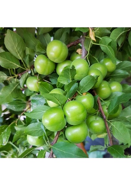 6 Çeşit Karışık Meyve Fidan - Erik - Vişne - Antep Fıstığı - Nar - Badem ve Zeytin