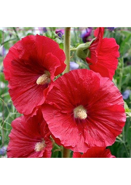 Gül Hatmi Hatmi Çiçeği Tohumu 80 Adet Alhaeaofficinalis