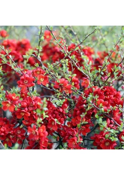 20-40 cm Kırmızı Bahar Dalı Çiçeği Fidanı