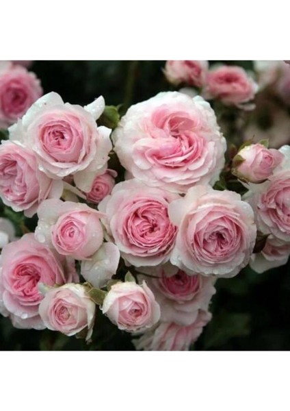 Pembe Beyaz Sarmaşık Gül Fidanı 5 Adet 15-25 cm