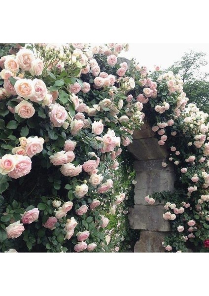 Pembe Beyaz Sarmaşık Gül Fidanı 5 Adet 15-25 cm fiyatları