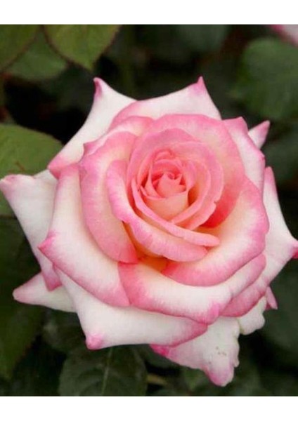 Pembe Beyaz Sarmaşık Gül Fidanı 5 Adet 15-25 cm modelleri