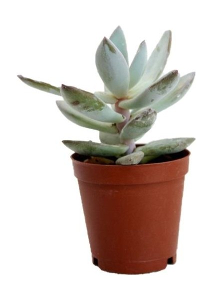Crassula Ovata, Para Çiçeği, Şans Ağacı 5.5 cm Fidanı