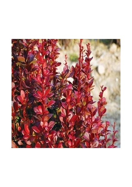 Berberis x Ottawensis Superba, Bordo Hanım Tuzluğu Fidanı 40-60 cm