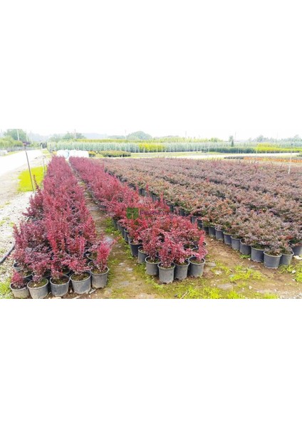 Berberis x Ottawensis Superba, Bordo Hanım Tuzluğu Fidanı 40-60 cm