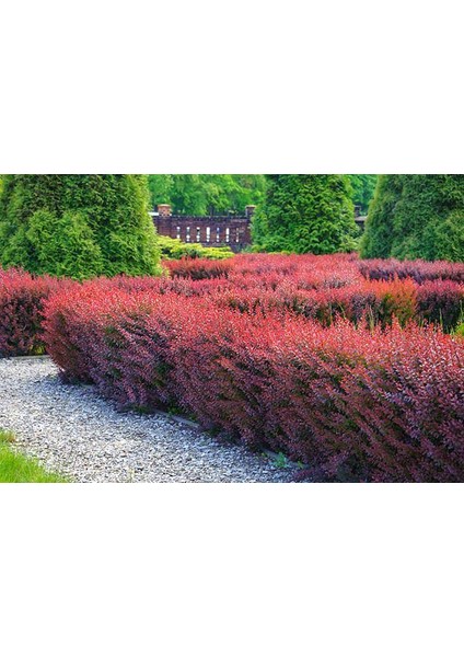 Berberis x Ottawensis Superba, Bordo Hanım Tuzluğu Fidanı 40-60 cm