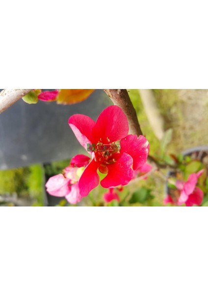 Chaenomeles Japon Ayvası Bahar Dalı Fidanı 30-50 cm