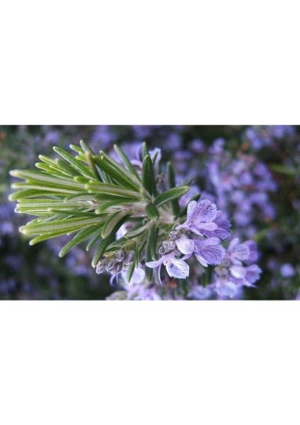 Kuşdili Biberiye Çiçeği Fidanı Saksılı 10-20 cm