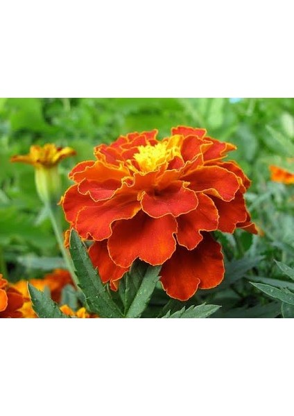 Mezarlık Için 10 Lu Bitki Fidan Çiçek Seti 10-20 cm